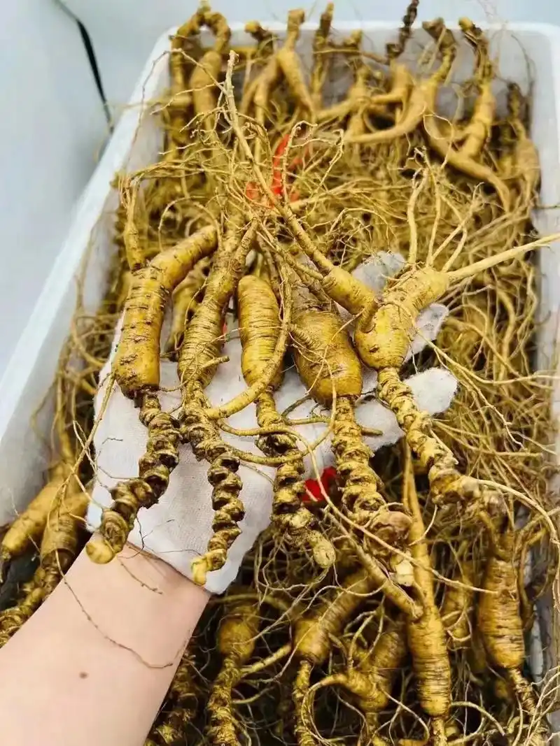 人参功效.西洋参 人参 高丽参(红参)三者均具有补气的作用 - 抖音