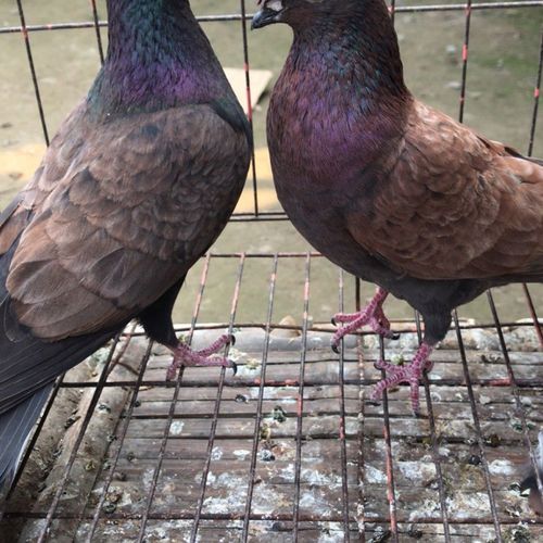 眉山铜麻高飞种鸽一对笼养散养可繁殖品质优良观赏鸽活体包到家