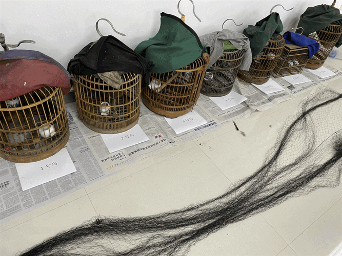 口技诱捕画眉鸟森林警察出手了