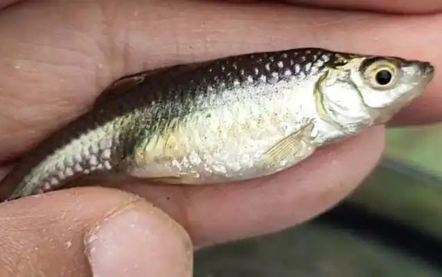 二十一,麦穗鱼(食蚊鱼)麦穗鱼是鲤科麦穗鱼属小型淡水鱼类,俗称食蚊鱼