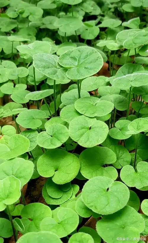 如何种金钱草,这些事情要注意