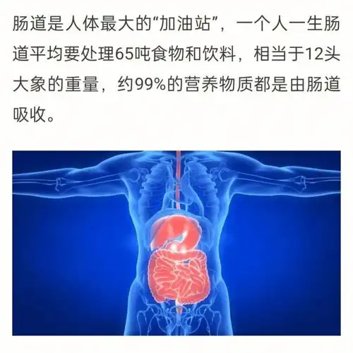 肠道是人体的加油站