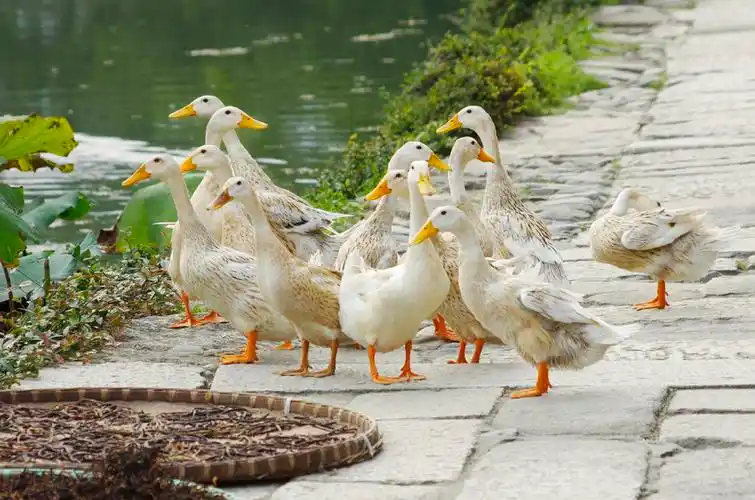 夏季乡村 i>小 /i> i>路 /i>上的一群鸭子