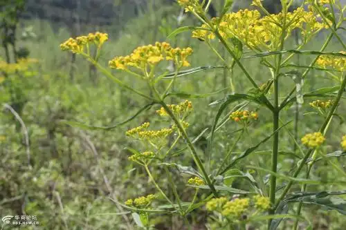 长知识:中草药【黄花败酱】