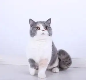 英国短毛猫三色英短妹妹三花色sold自家猫舍繁育的英短三花妹