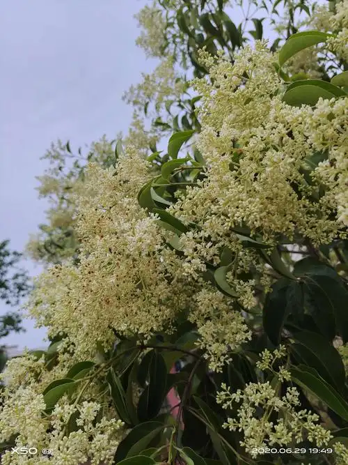 其它 女贞——冬青 写美篇 女贞花素雅淡黄,其树不见花暗香,未见芳容