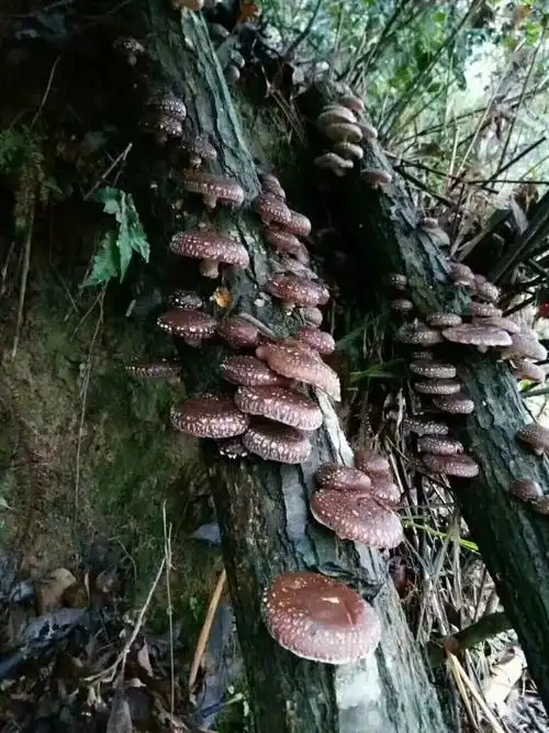 其它 吸收天地精华的椴木香菇 椴木香菇: 第一:生长在露天野外的树上