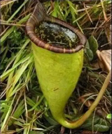 地球上十大有毒植物