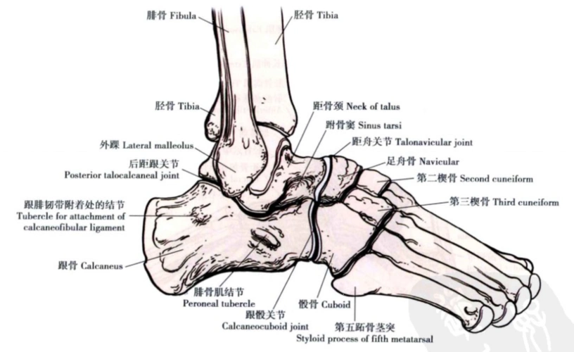 值得收藏 | 踝关节解剖分析(高清图文详解)|踝关节|外踝|韧带|腓骨