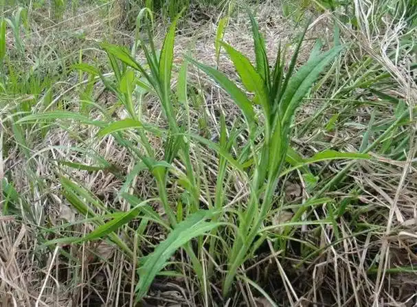 小兴安岭的山野菜――柳蒿芽燕子尾驴夹板菜
