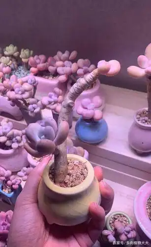 多肉老桩盆栽绿植,一花一草一世界.让您的家时刻充满春天的味道