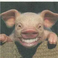 可爱宠物猪撅嘴巴头像_微信头像图片大全