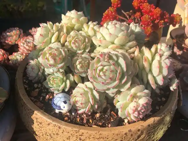 多肉静夜,度夏难的代表,就喜欢清新淡雅的状态,养爆盆很幸运