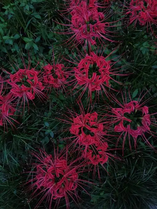进入大兴善寺内有立牌指示彼岸花位置彼岸花生长在经典之下太阳从这里