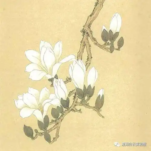 玉兰双鸟画坛宗师黄君璧先生别具一格的工笔花鸟