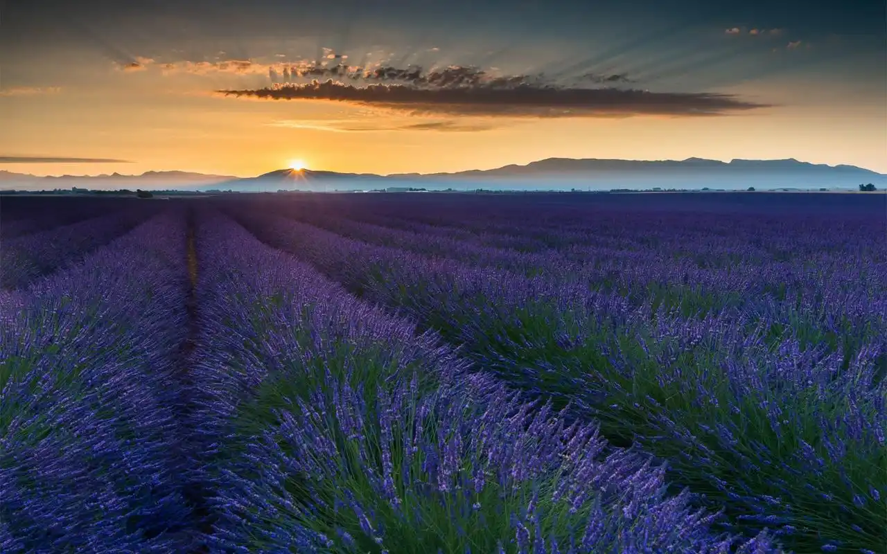 植物壁纸,鲜花,唯美,大自然,薰衣草,花,唯美意境,花草植物,壁纸,1680x