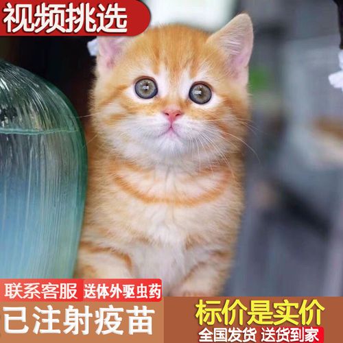 猫咪活体中华田园猫幼崽橘猫白猫小猫咪黑猫狸猫三花猫奶牛猫家猫