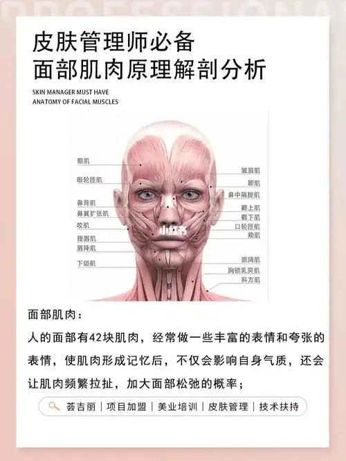 面部肌肉原理解剖分析73