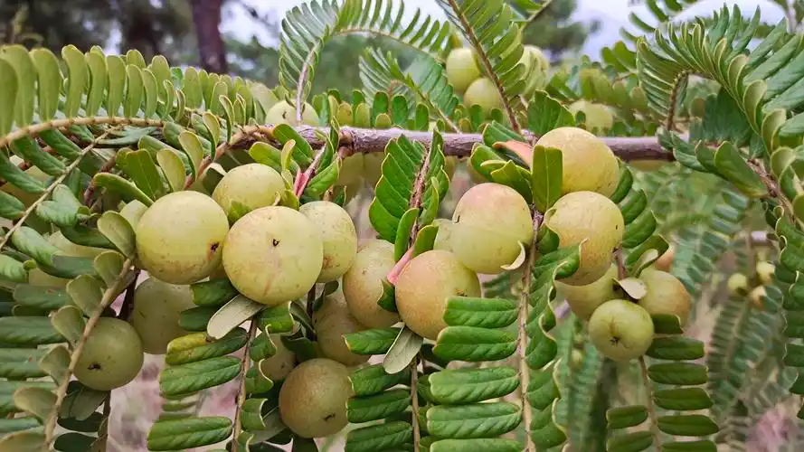 2020年,丽江花林居滇橄榄水果种植专业合作社负责人和国庚在疫情放缓