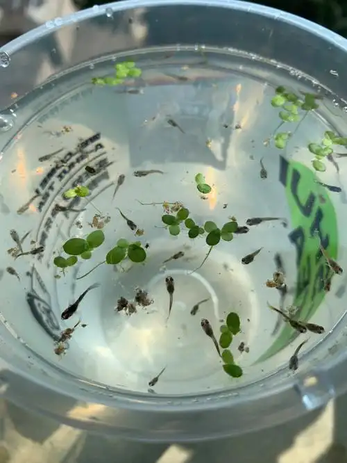 出生一个多月的孔雀鱼