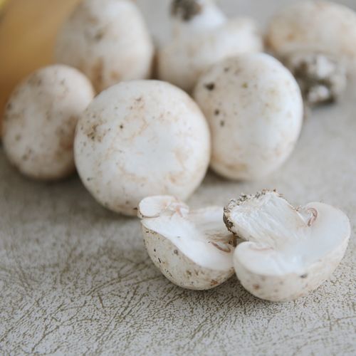 拒绝漂白呼吸生长自然现采新鲜小白菇白蘑菇新鲜松茸
