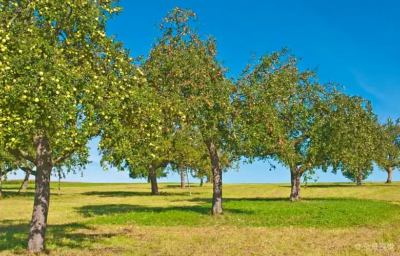 苹果树图片_苹果树高清图片_全景视觉