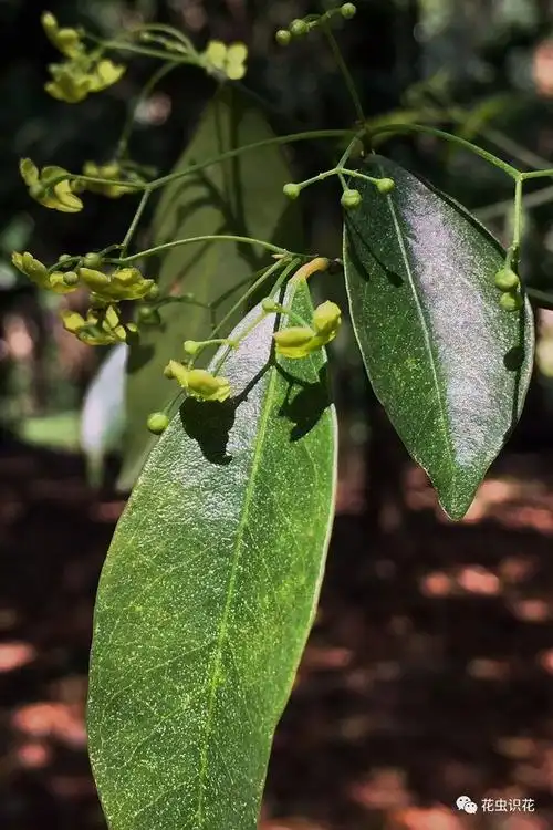 中华卫矛(卫矛科 卫矛属 )