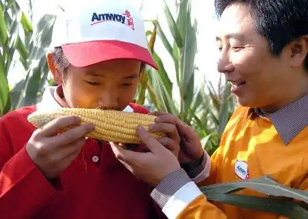 在志愿者的帮助下,一名弱视男孩在闻玉米的味道
