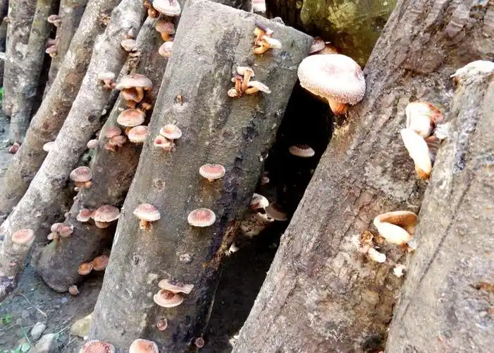 野兽香菇正在生长.