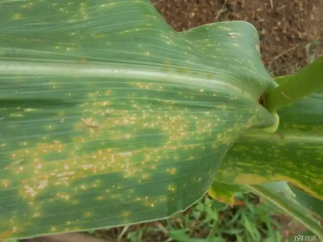 【小晴说病害】——玉米叶斑病之大斑病与弯孢叶斑病