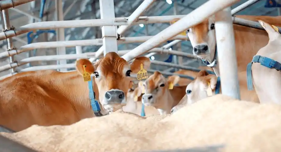 北欧五国大使探访万家宝娟姗牛牧场,深度考察与交流_鲜牛奶_集团_管理