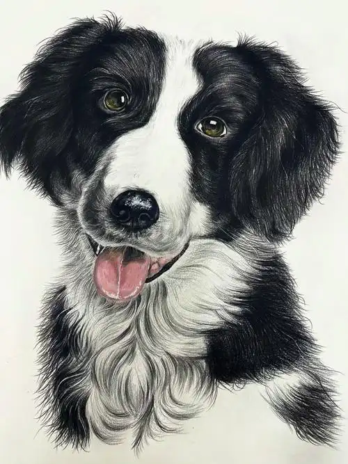 写实动物彩铅牧羊犬