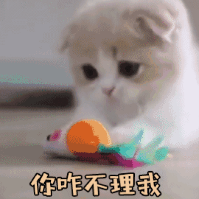 猫咪可爱萌宠表情包