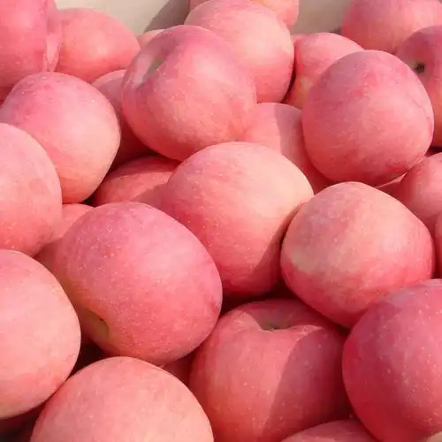 新鲜现摘浆水红富士苹果河北邢台特产当季农家苹果