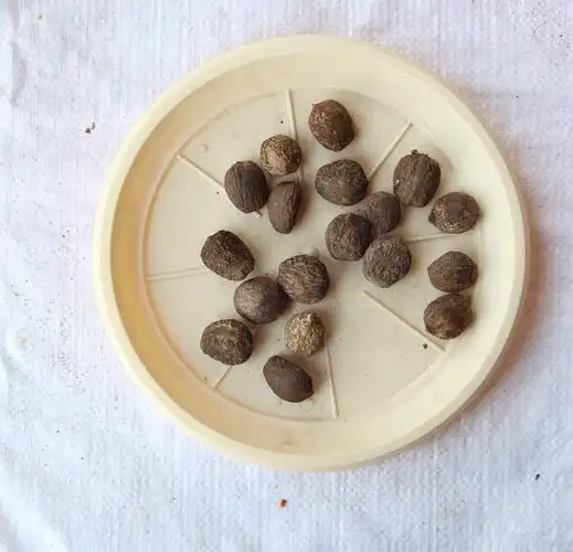 油桐种子 油桐树种子 桐油树种子 桐子树光 桐木油树 新采 易种植