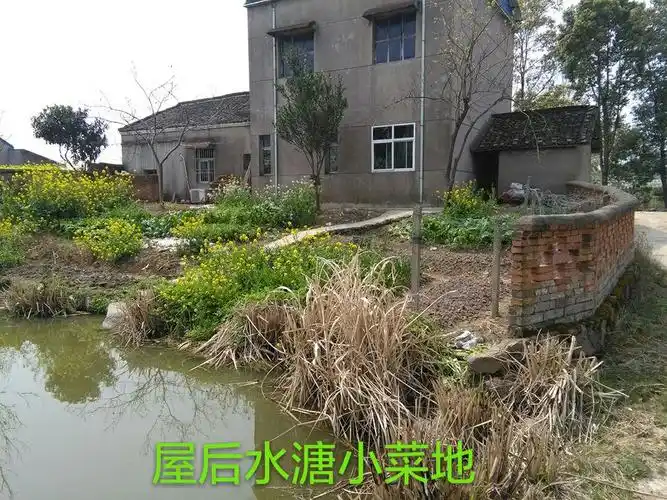 屋后水溏菜地