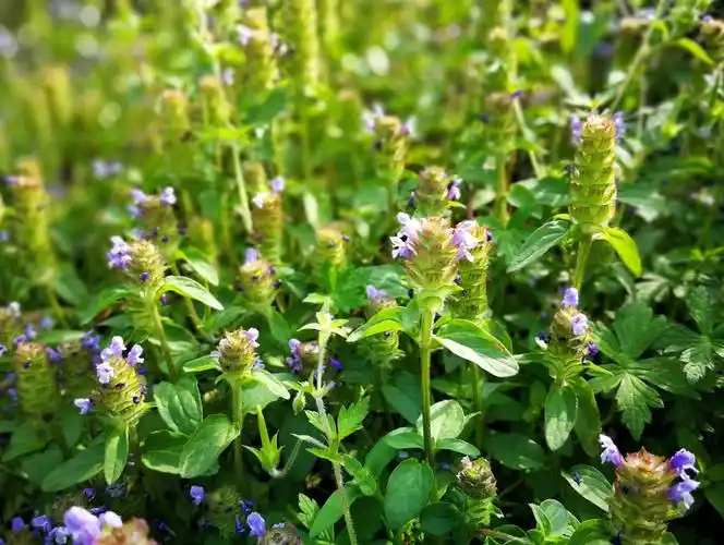 夏枯草,一种清肝明目降血压的野草,以后见到别忽略!