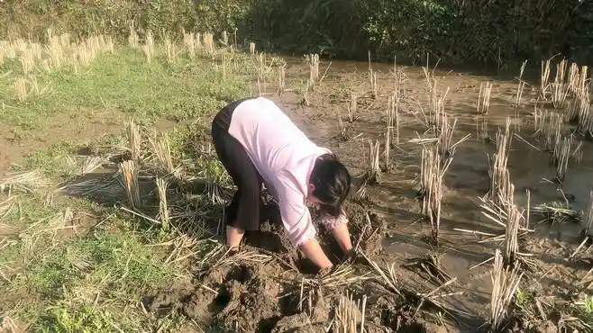 03:25田里发现了一个洞,小纯撸起袖子就干,挖出来果然是大货农村小纯
