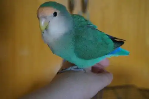 追问: 有没有绿银顶这种鹦鹉  追问: 我看到淘宝那里写蓝金蓝银鹦鹉
