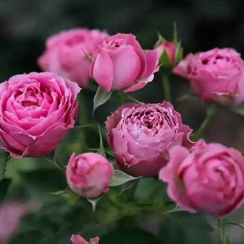 蘑菇花园切花月季紫雾泡泡多头开花包子花型花卉