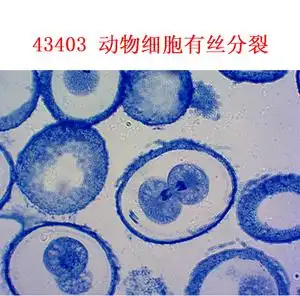 中小学用显微镜配件切片 动物细胞有丝分裂(马蛔虫受精卵切片)