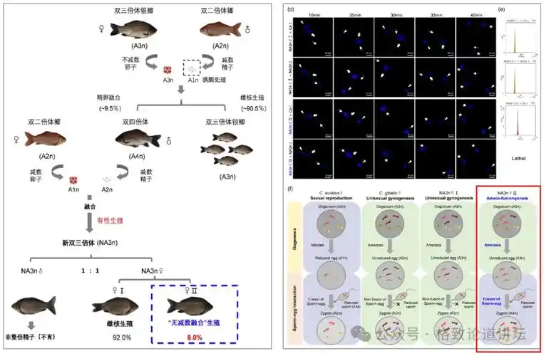 你吃的鲫鱼可能根本没有爸爸,或者说它的爸爸不一定是鲫鱼|桂建芳院士