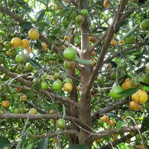 山竹树图片大全大图树(山竹产地主要分布在哪里?