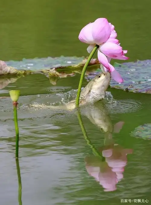 鱼抱荷花,吉祥美丽