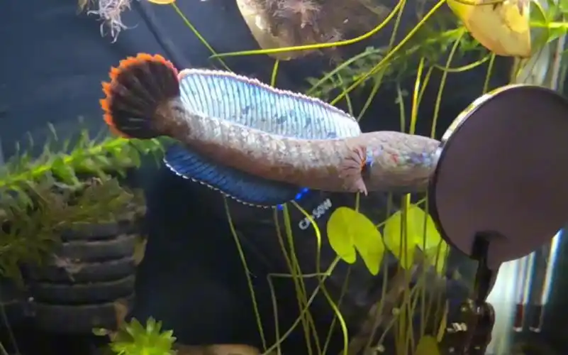 酒红雷龙 照镜子瞬间雄起