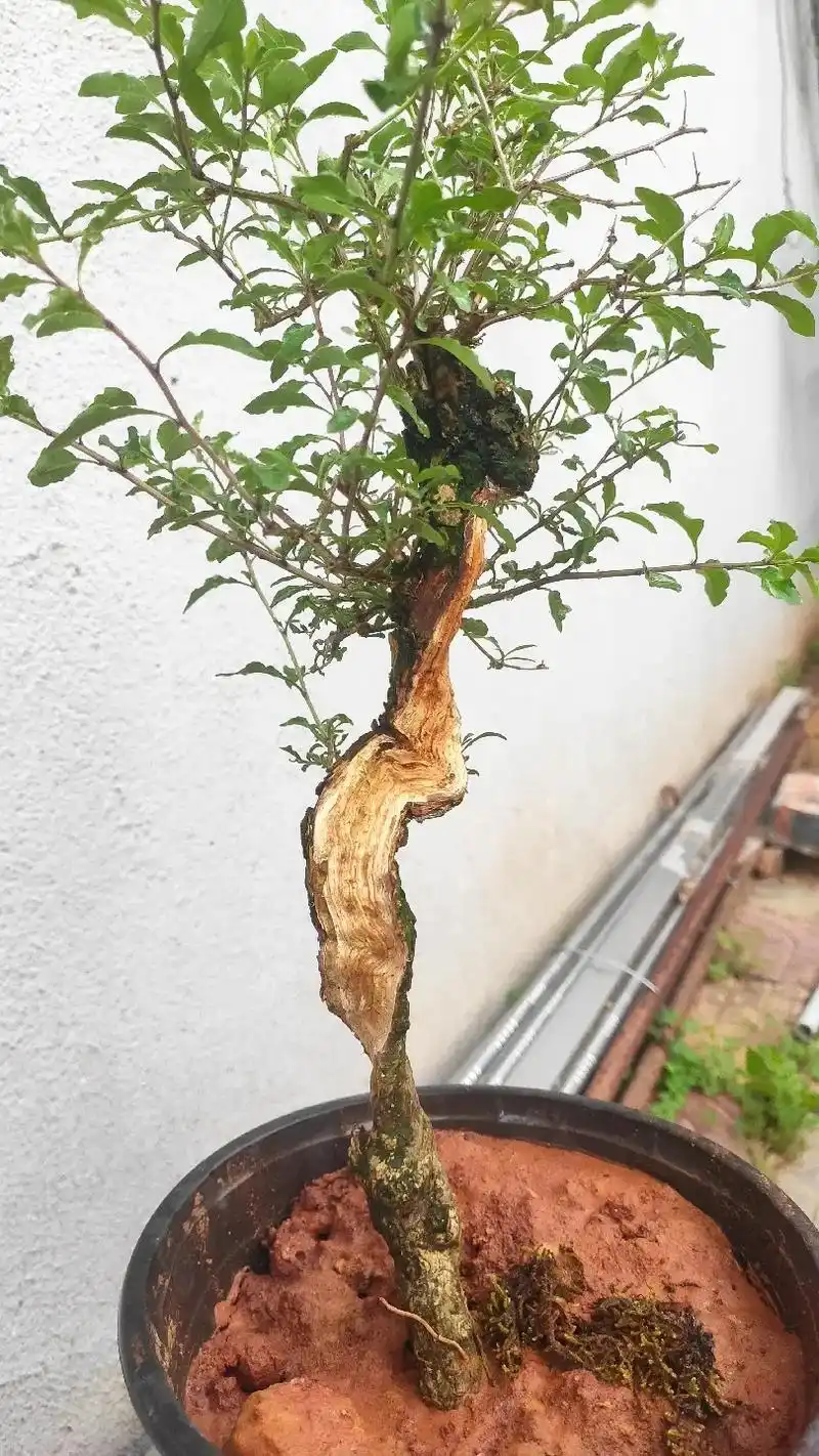 野生枸杞盆景素材,有喜欢的吗? - 抖音