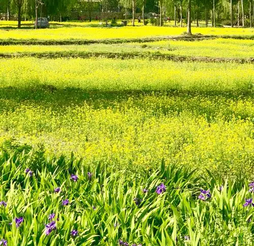 油菜花田里的世界