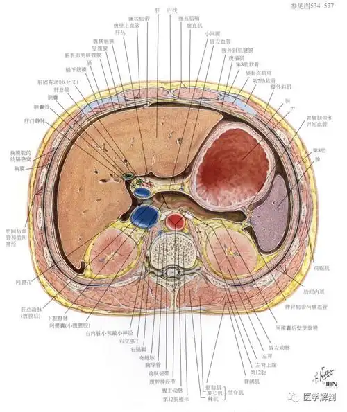 腹膜后间隙的划分请务必牢记