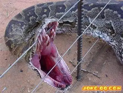 蟒蛇有没有牙齿?