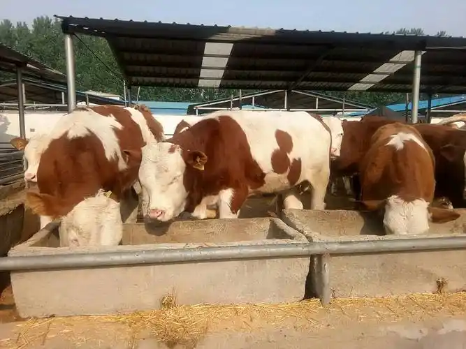 架子牛育肥要点是什么?育肥技术在这里_驱虫_饲料_方式